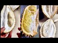 ASMR Opening Durian Montong vs Durian Lokal
