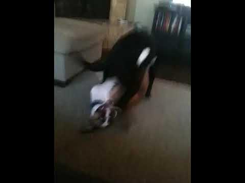 Lab humping boxer - YouTube