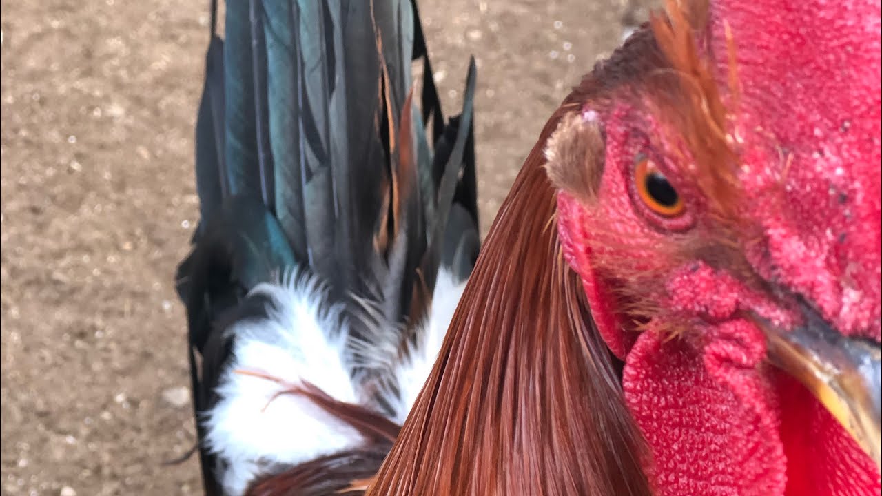 2021 BREEDING SEASON