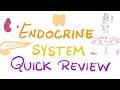 Endocrine System Review | Pituitary, Thyroid, Parathyroid, Adrenal, Pancreas, Gonads | Biology 🧫