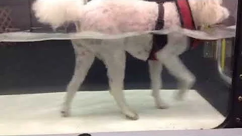 Stella Howell underwater treadmill