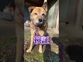 「犬は自分の名前を理解している」のか検証してみた。#shorts