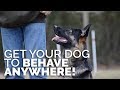 How to Get Your Dog to BEHAVE ANYWHERE! - Training Environments