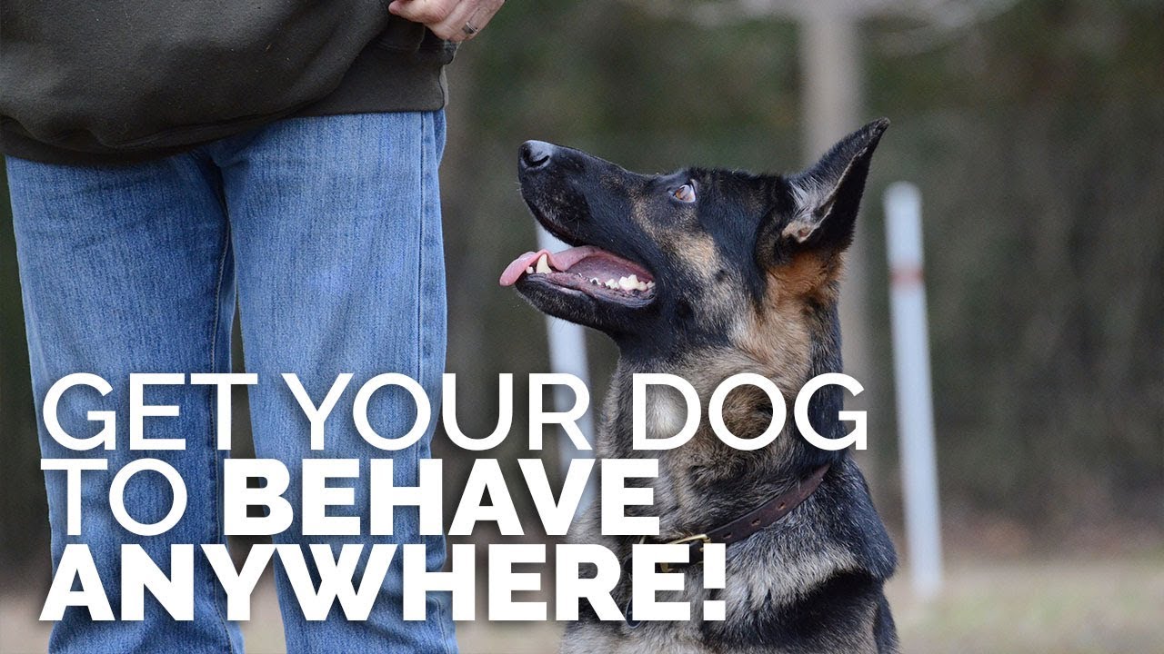 How to Train Your Dog to Behave Like a Pro: Masterful Techniques