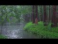 The beautiful little river is raining(325) , sleep, relax, meditate, ASMR, Real Shot