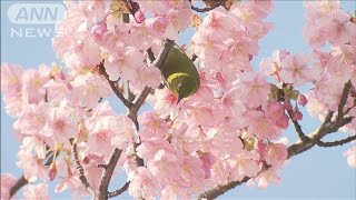 全国的に季節外れの暖かさ　東京は5月並みの陽気(2021年2月21日)