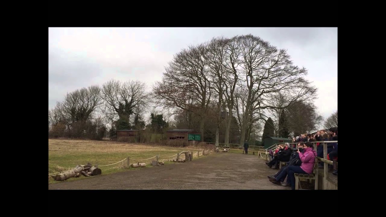 African Fish Sea Eagle at hawk conservancyイギリス;サンショクウミワシ 
