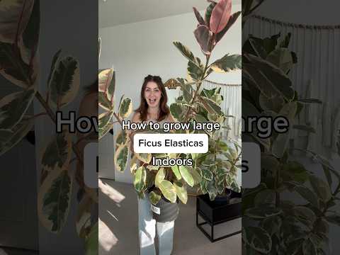 Ficus Elastica Care