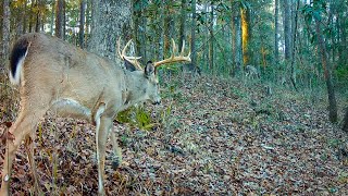 Deer Trail in Alabama (Trail Cam 20232024)