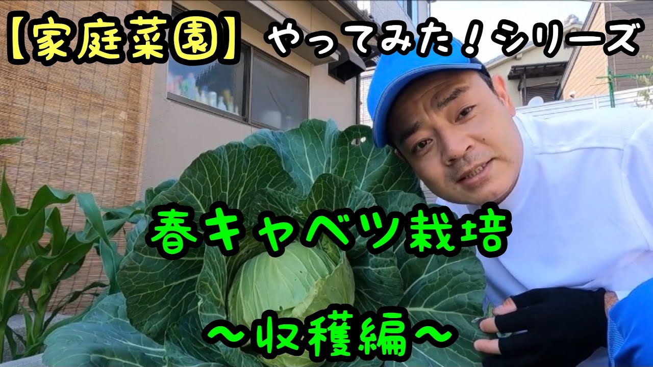 家庭菜園 春キャベツ栽培 収穫編 22 5 11 Youtube