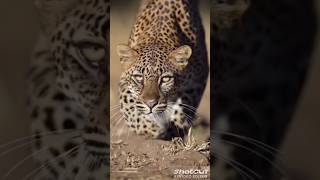 Before & After Animals Grow Up Amazing Animal Transformation