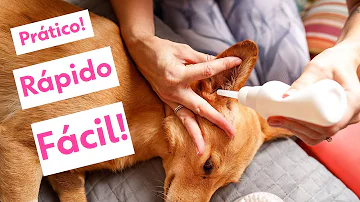 O que fazer para tirar água do ouvido do cachorro?