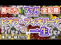 【フィオリーナの一生】【農家さん直伝ビオラ裏技】挿し芽がすごかった