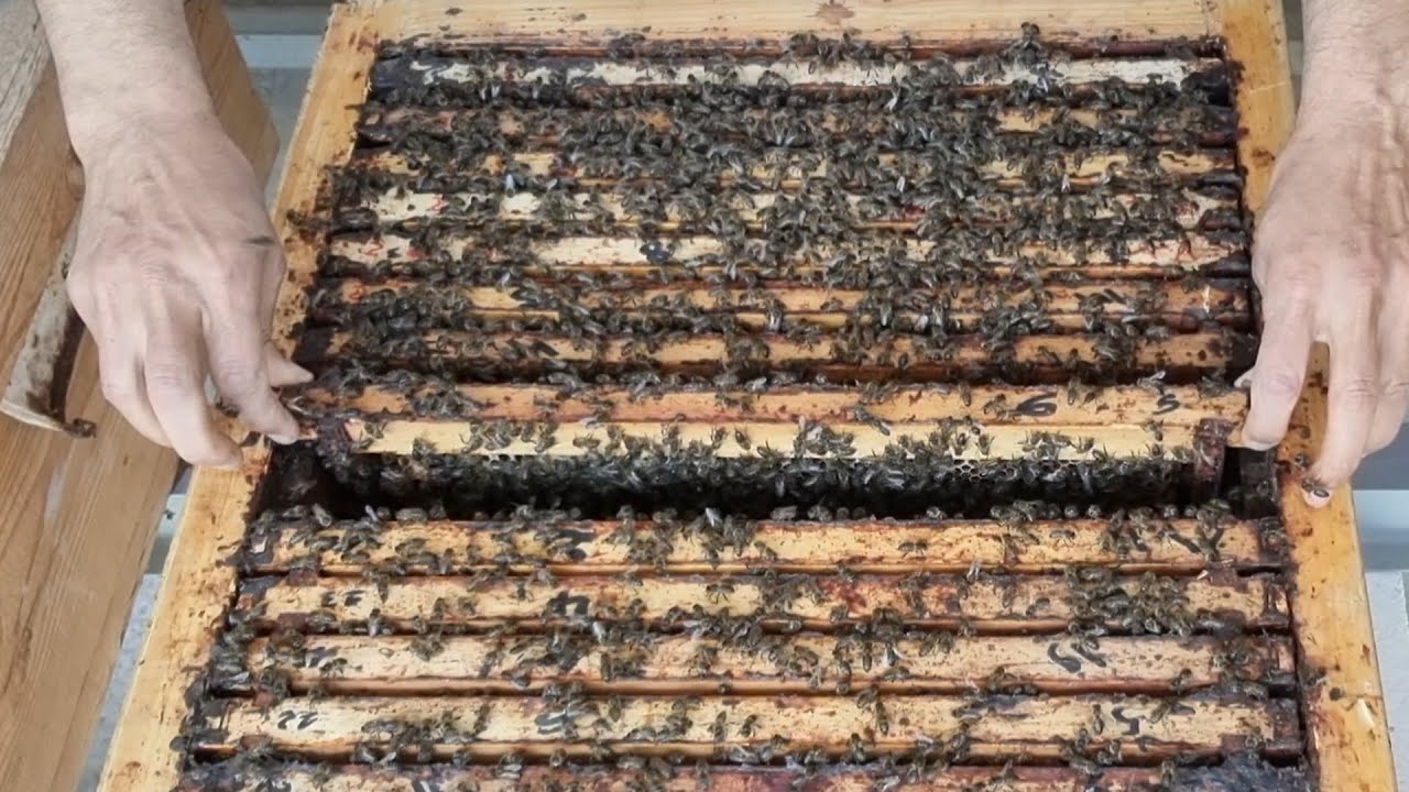 انطلاقة قوية في جمع العسل مباشرة بعد نهوض النحل .  نظام أبو سلمان المغرب العربي.