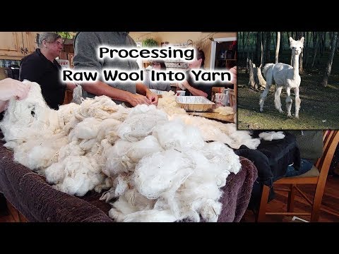 Processing Our Raw Sheep Wool Into