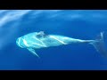 Огромные дельфины. Шарм эль Шейх. Новый Год 2022. Dolphins in winter in Sharm el Sheikh 2022
