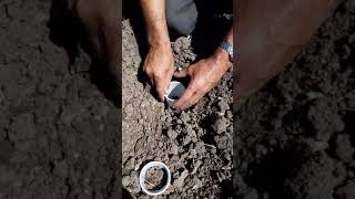 طريقة زراعة بذور الذرة  corn seed cultivation