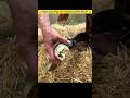 How Nature Protects Mother Horses During Birth | గుర్రపు పిల్లల కాళ్ళు ఇలా ఎందుకు ఉంటాయో తెలుసా 😱😮