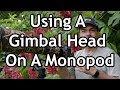 Using A Gimbal Head On A Monopod