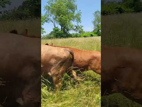 Aberdeen Angus, Lowline
