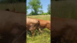 Aberdeen Angus, Lowline Grass-fed Cattle Shenandoah Valley, Va.