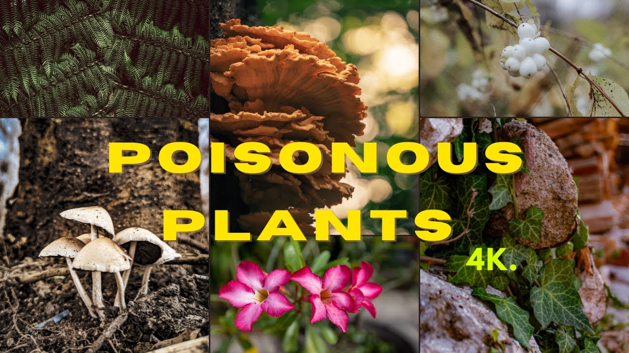 10 Poisonous Plants In India Beauty Of Nature Poisonous Plants 10-poisonous-plants-in-india-beauty-of-nature-poisonous-plants