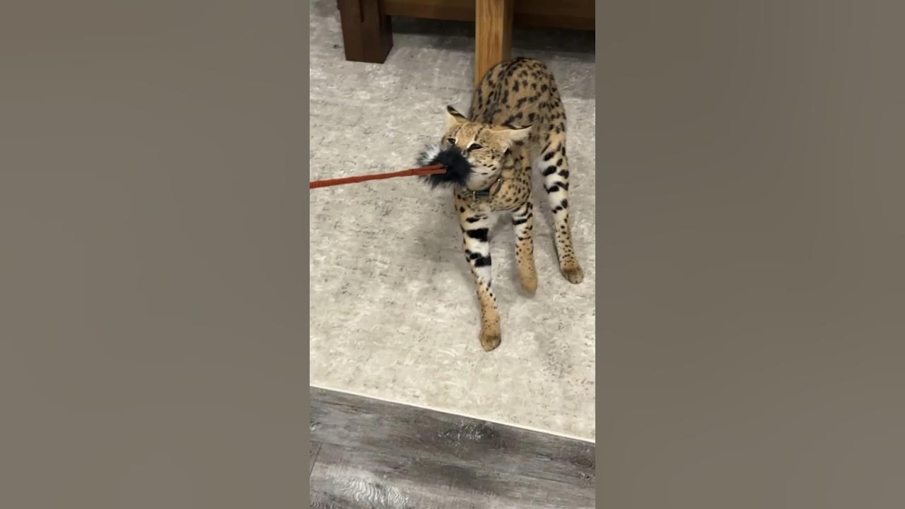 Playing with Serval Kitten serval cat servals africancat kitten