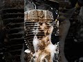 Rusty Bike engine Restoration| Satisfying Cleaning ASMR | Before After|“UNBELIEVABLE TRANSFORMATION”
