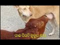 ଗାଈ ପିଉଛି କୁକୁର ଖୀର// Cow is Drinking Dogs Milk//