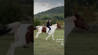 chevaux équitation  passion ?