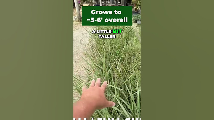 Fakahatchee Grass: Stunning & SO Easy! (Southern Gardens 8-11) #garden  #plants #nativeplants