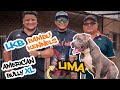 Conoce los XL en La Komarka Bulls y  Bambu Kennel | La Ruta Bulls