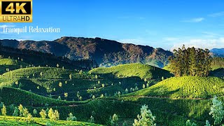 Elevate Your Mood with Soothing Piano Music for Serenity, Restful Mind and Energy | 4K Nature Video