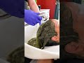 Watch To The End To See How Henna Hair Color Transformed Meredith S Hair Watch To The End To See How Henna Hair Color Transformed Meredith S Hair