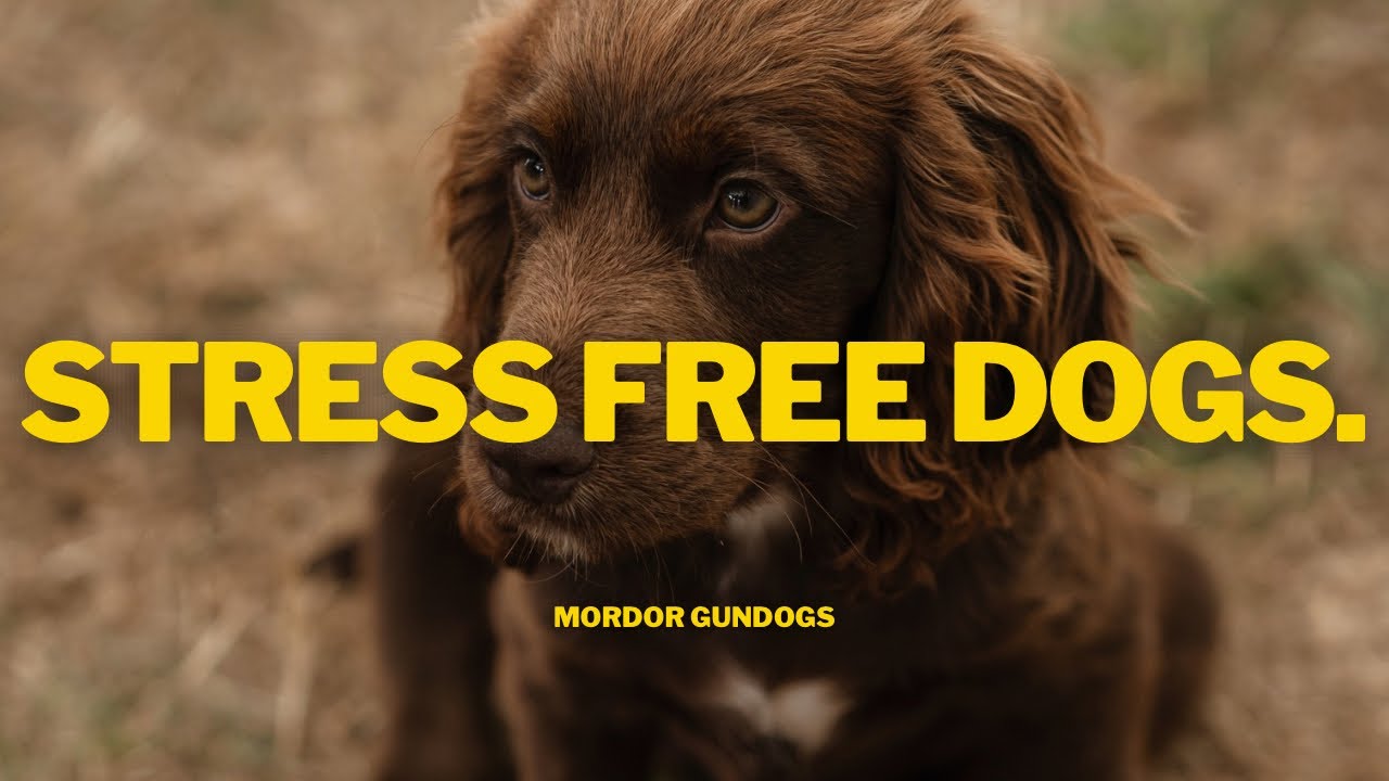 Help Your Dog Get Used To LOUD Bangs & FIREWORKS: Introduction To Shot