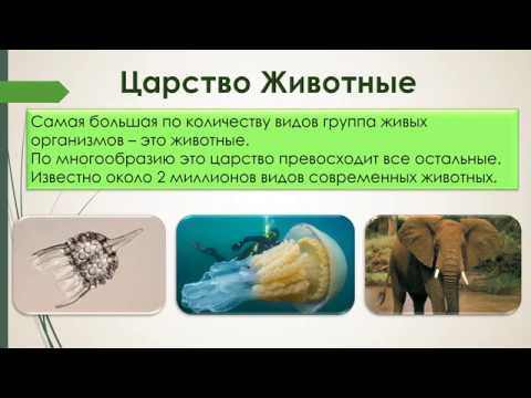 Животные (5 класс)