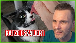 Katze Knurrt extrem - sollte ich in Deckung gehen?