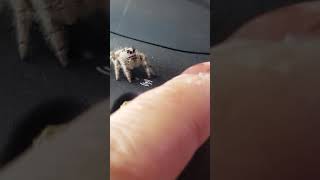 Training a Baby jumping spider