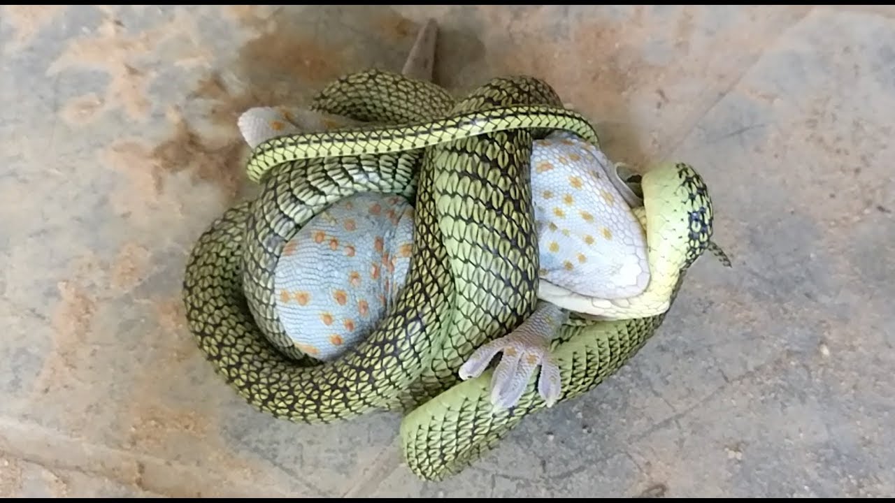 Attack Gecko OMG! Snake Attack Gecko - Snake vs. Gecko - Animal Fighting - YouTube