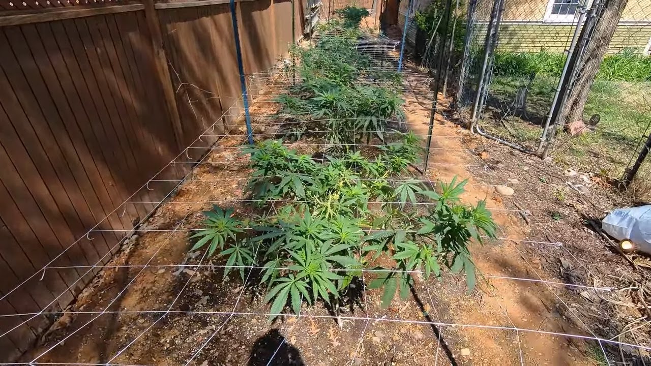 2025 Outdoor Cannabis Garden Tour | Garden Update [#01] - April 1