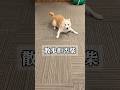散歩が嫌な柴犬 #shorts