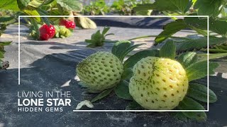 'He had a crazy idea' | Alvin farm explains pick-your-own berries