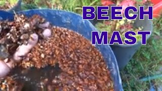 How to process beech mast
