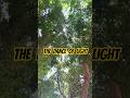The Dance of Light! #music #visualizer #nature#naturelovers #naturelovershorts#earth#wind #elements