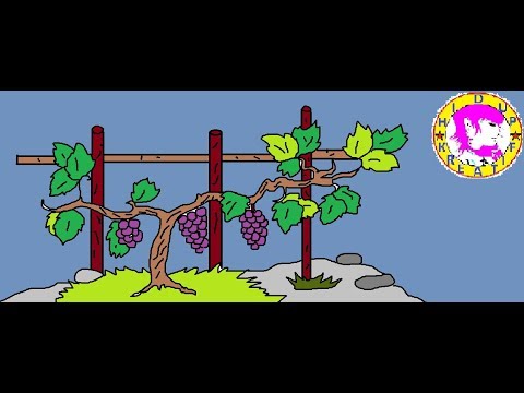 Video: Cara Menggambar Pohon Anggur