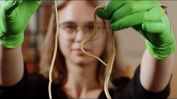 Een druppel bloed om menselijke worminfecties te bestrijden