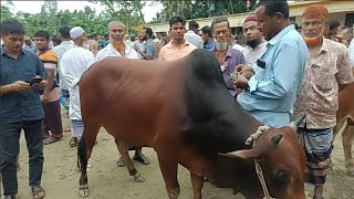 Bhai Koto Nilo Gabtoli Gorur Haat 2023 | Qurbani Cow Price in Bangladesh | Gabtoli Cow Market