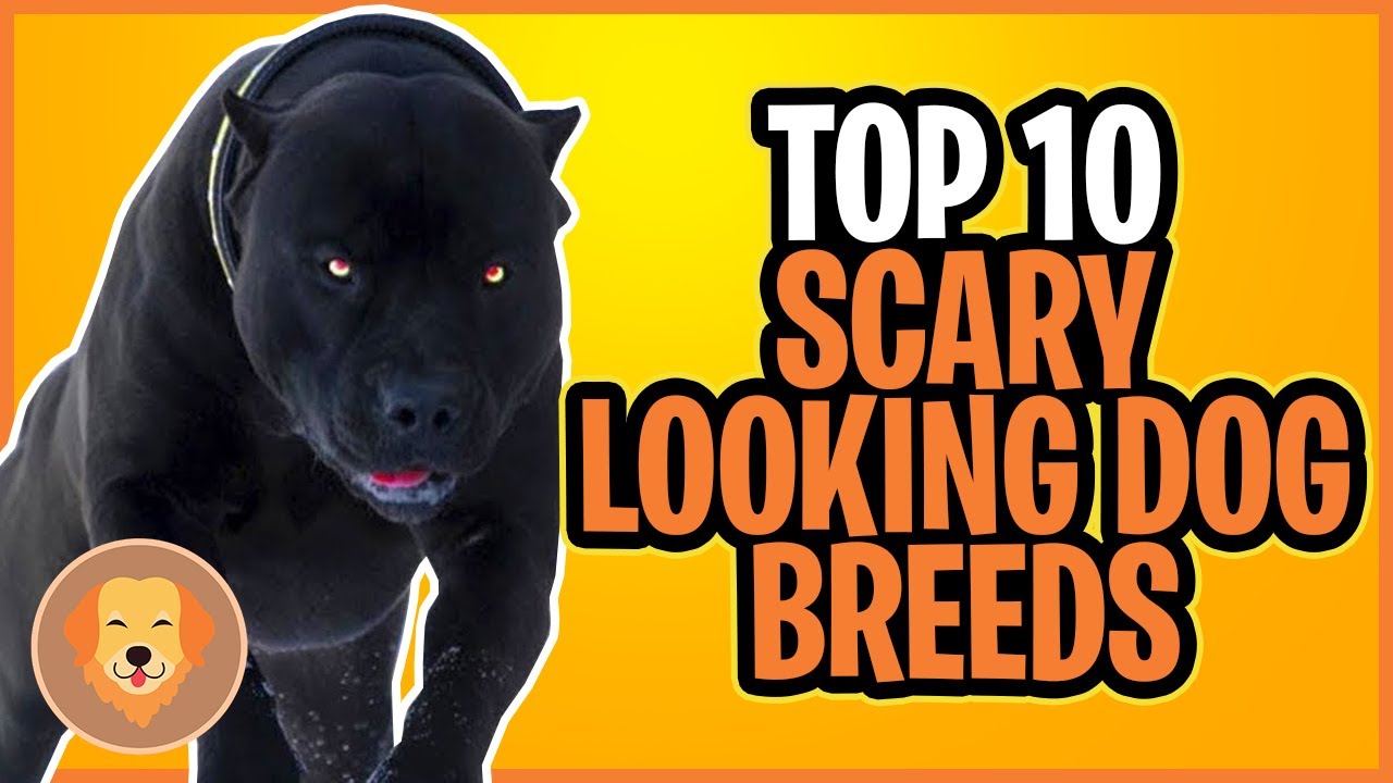 scariest looking dog breeds