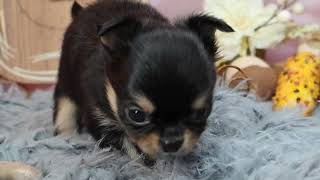 'Lasagna,' Show Me the Noods! #puppy #chihuahua