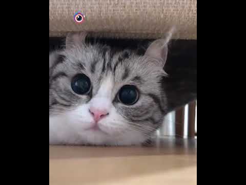 فيديو: سلالات القط لطيف مع عيون زرقاء جميلة